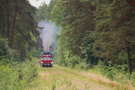 Pociąg Przytoń w lesie 4km od Płaszczycy