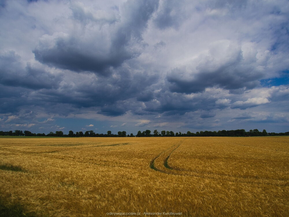 Pola zboża niedaleko Przechlewa (165.55859375 kB)