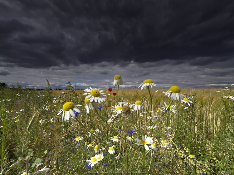 Ciemne chmury i polne kwiaty (171.4658203125 kB)