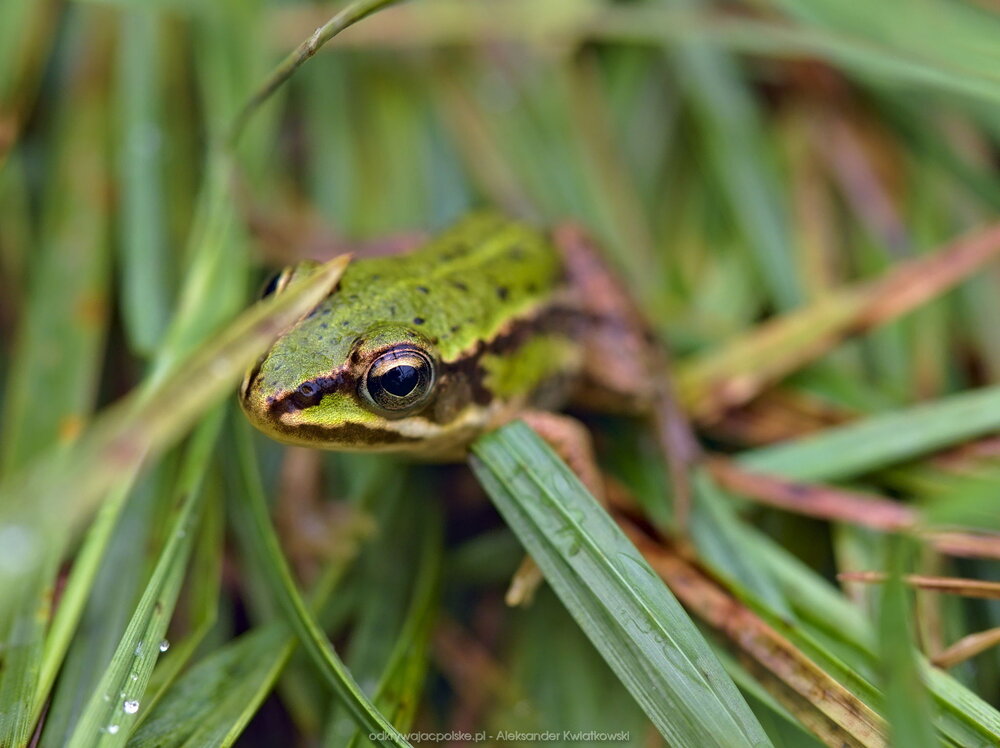 Napotkana żaba (121.3916015625 kB)