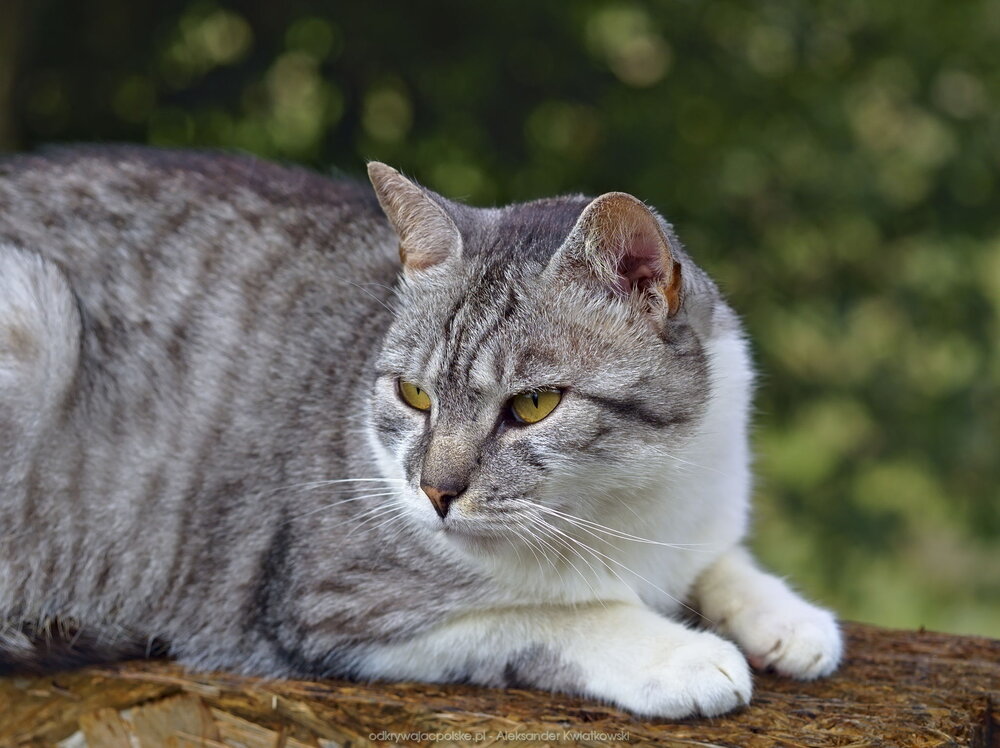 Szary kot (149.4404296875 kB)