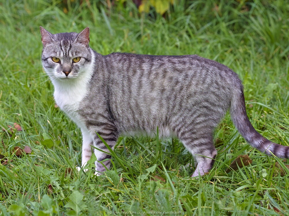 Szary kot (249.40234375 kB)