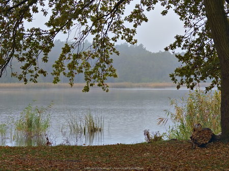 Jezioro Wronczyńskie