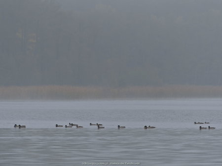 Mgliste Jezioro Wronczyńskie