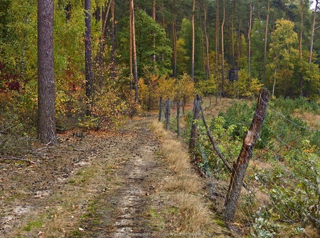 Droga przez las w okolicy Jeziora Stęszewskiego