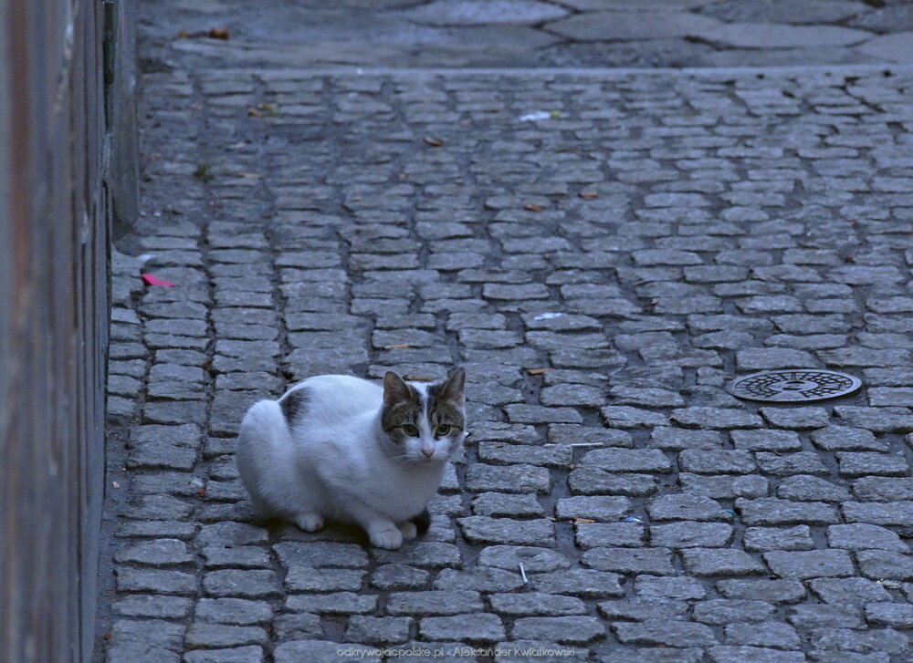 Pierwszy bystrzycki kot (188.9111328125 kB)