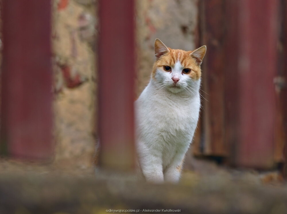 Biało-rudy kot (89.404296875 kB)