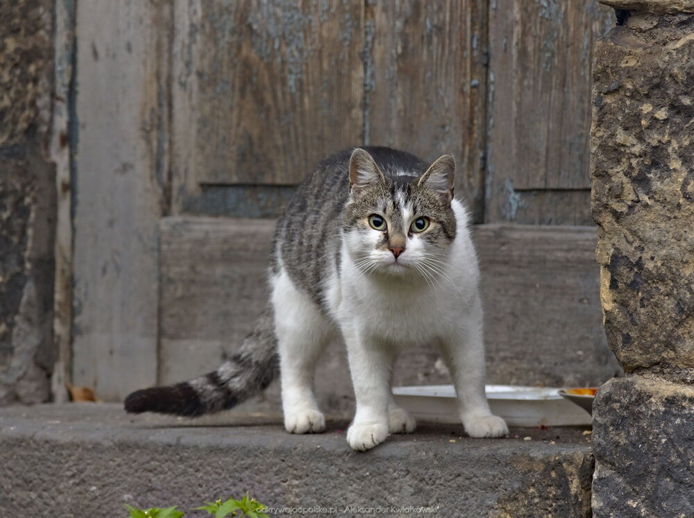 Biało-szary kot w przerwie w jedzeniu (162.748046875 kB)