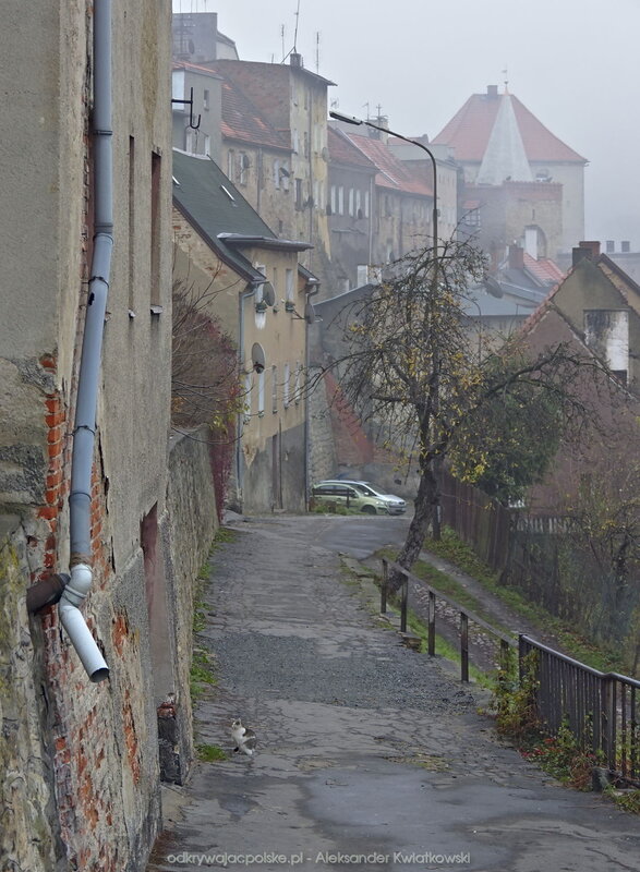 Kolejny biało-szary kot (138.0390625 kB)