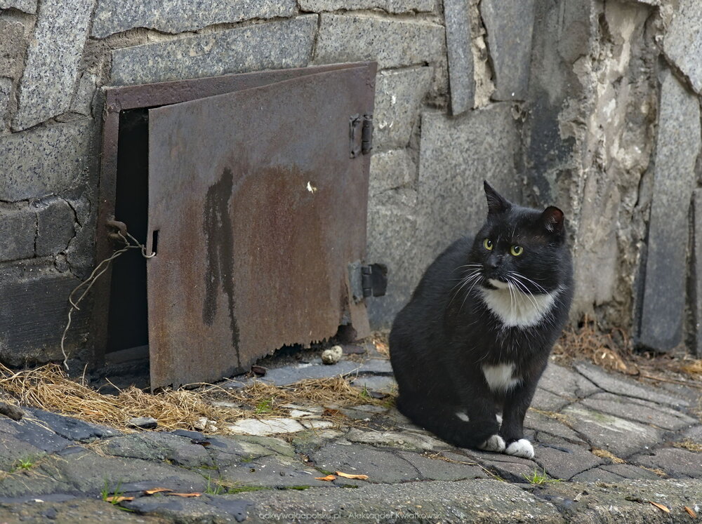 Czarno-biały kot obserwujący okolice (226.0986328125 kB)