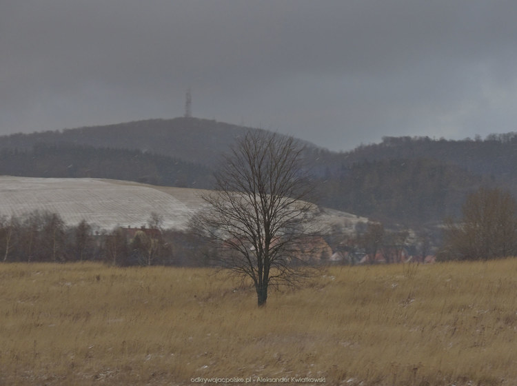 Samotne drzewo w okolicy Boguszowa-Gorce (83.0869140625 kB)