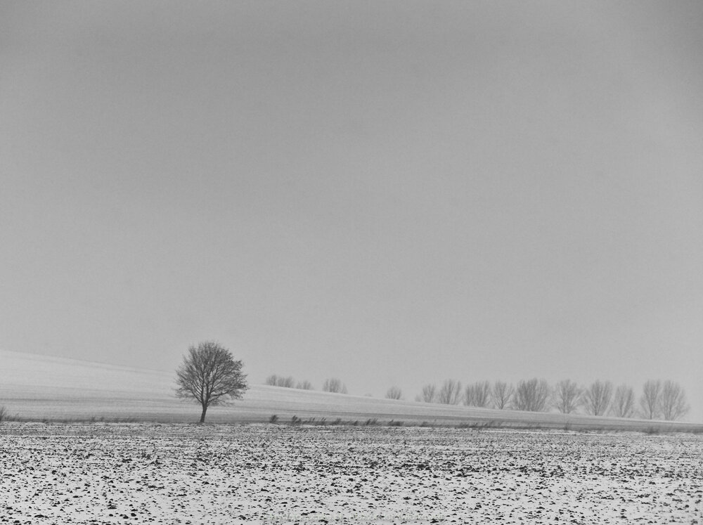 Drzewo na północ od Ząbkowic Śląskich (126.6181640625 kB)