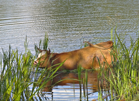 Krowa w jeziorze