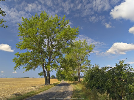 Okolice wsi Ślazowo, droga do Bylic
