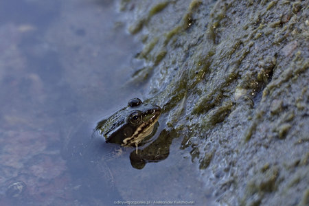 Żaba przy Jeziorze Okuny (2)