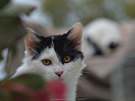 Biało-czarny kot w Mniszkowie