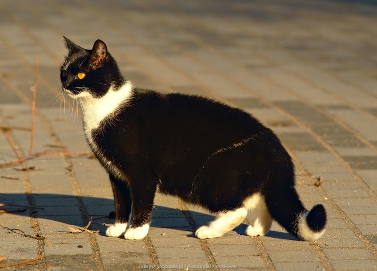 Kot w Jerzwałdzie (118.4892578125 kB)