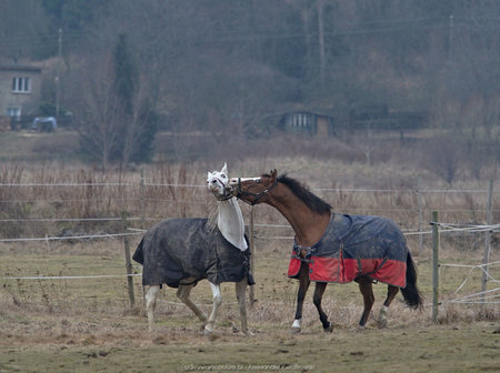 Konie w Dworzysku