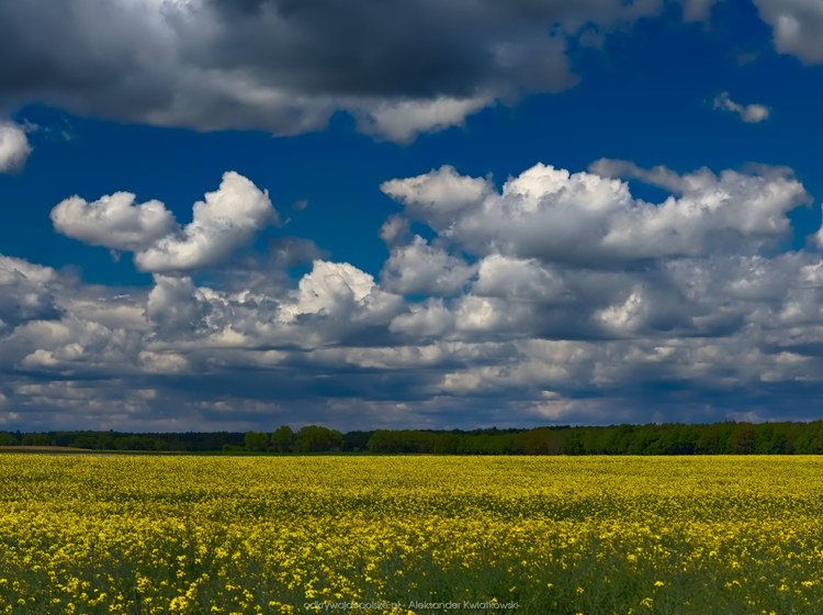 Pole rzepaków (165.353515625 kB)