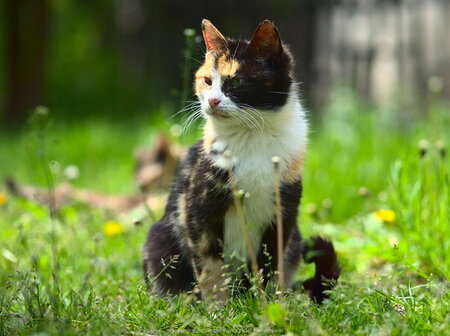 Nadwarciański kot (1)