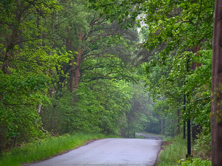Mokry las i zwierzak na drodze