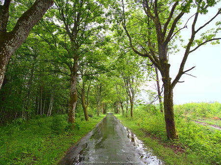 Jadąc do wsi Drężno - droga i drzewa 1