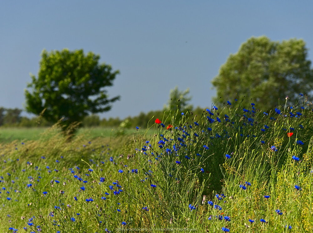 Przydrożne chabry (232.451171875 kB)