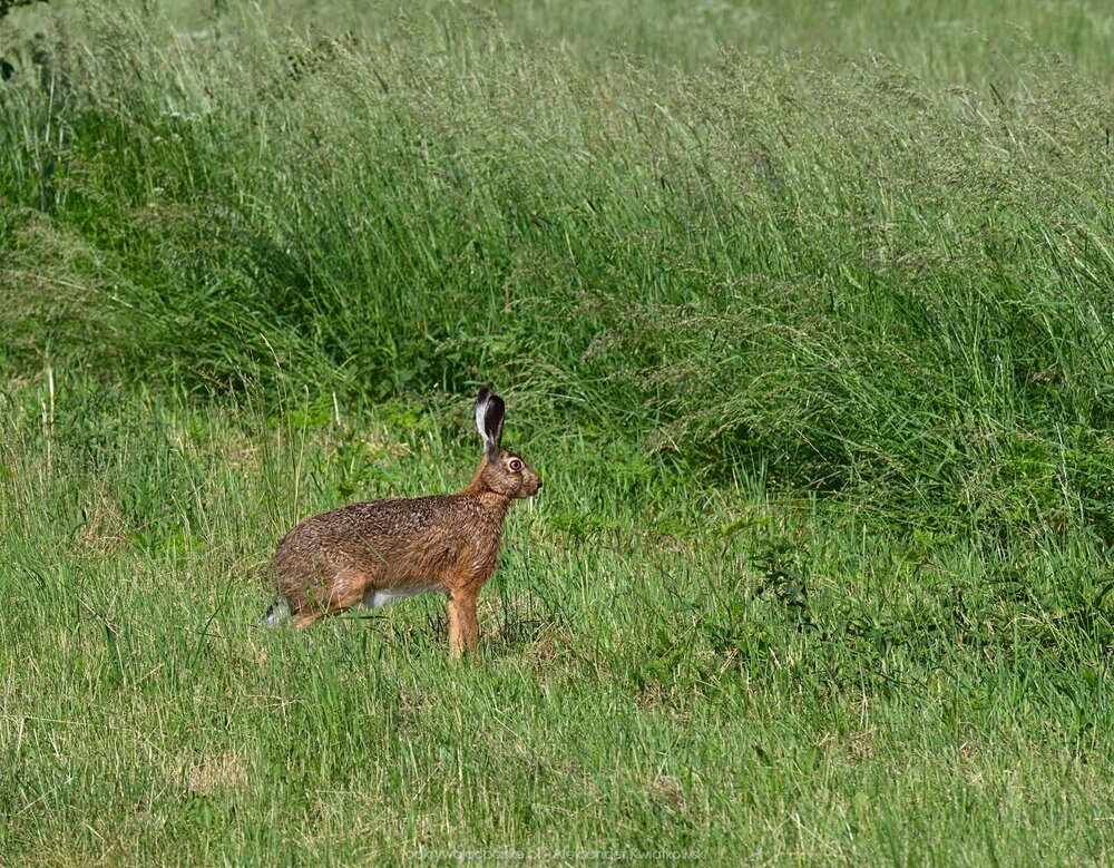 Zając we wsi Parchlino (344.623046875 kB)