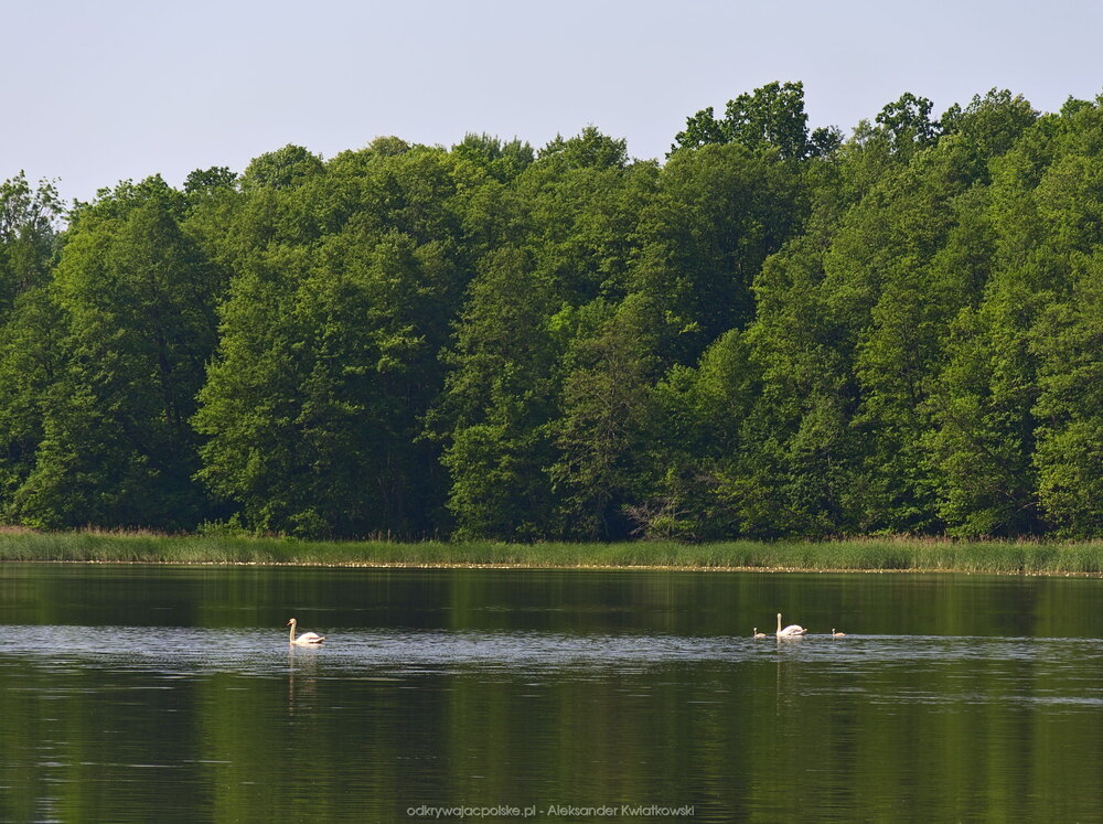Łabędzie z młodymi (227.833984375 kB)