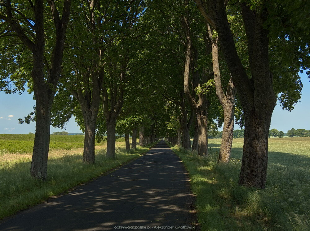 Droga do wsi Rzecino (247.568359375 kB)