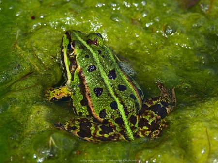 Żaba śmieszka - wersja zielona
