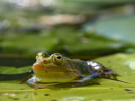 Żaba wodna - odpoczywająca