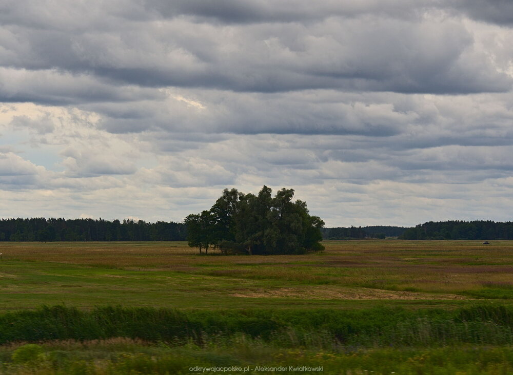 Łąka nadnotecka (1) (139.4296875 kB)