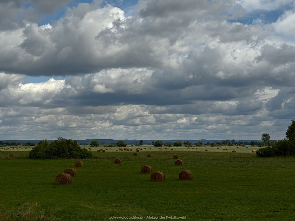 Łąka nadnotecka (2) (143.6337890625 kB)