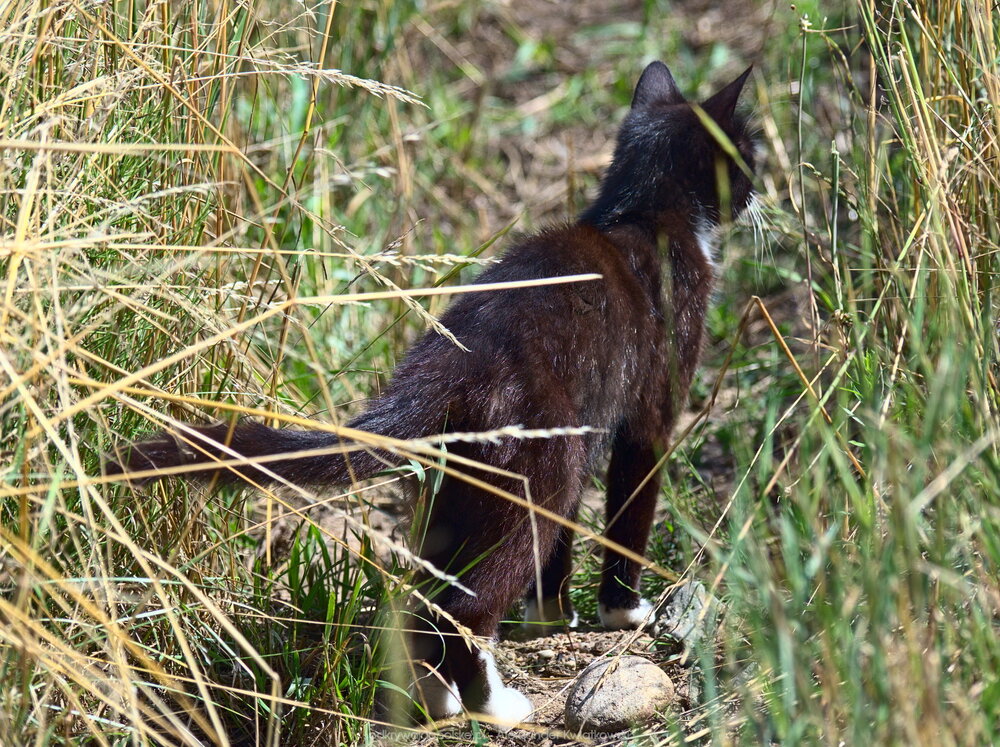 Kot w Górecku (303.7607421875 kB)