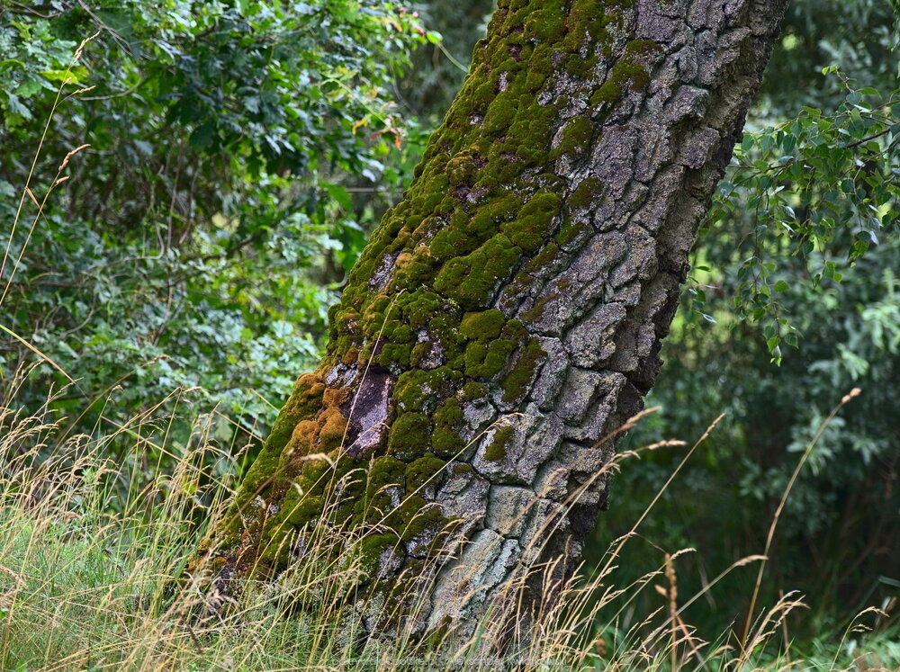 Mech na drzewie (318.513671875 kB)