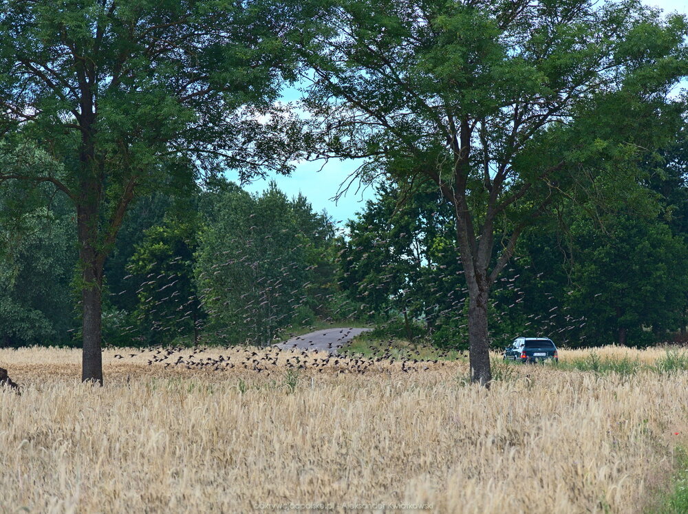 Zbiorowisko ptaków (316.26171875 kB)