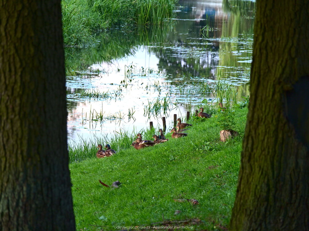 Kaczki przy Noteci (226.61328125 kB)