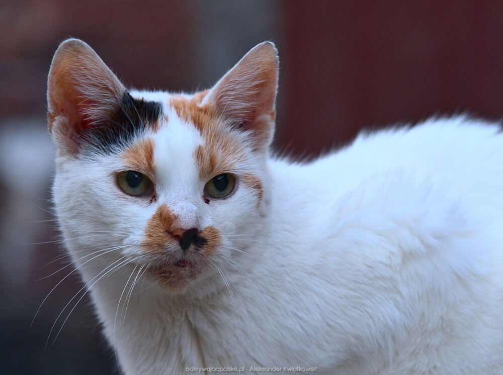 Kot przy Młyńskiej 2 (135.1865234375 kB)