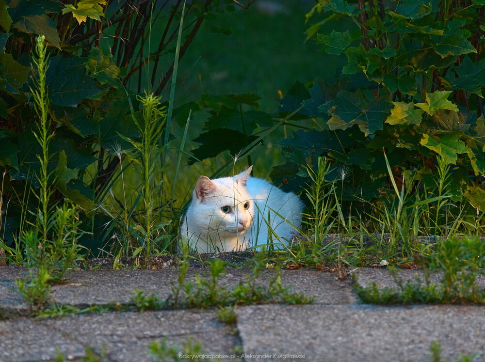 Kot na Placu Wolności (222.2509765625 kB)