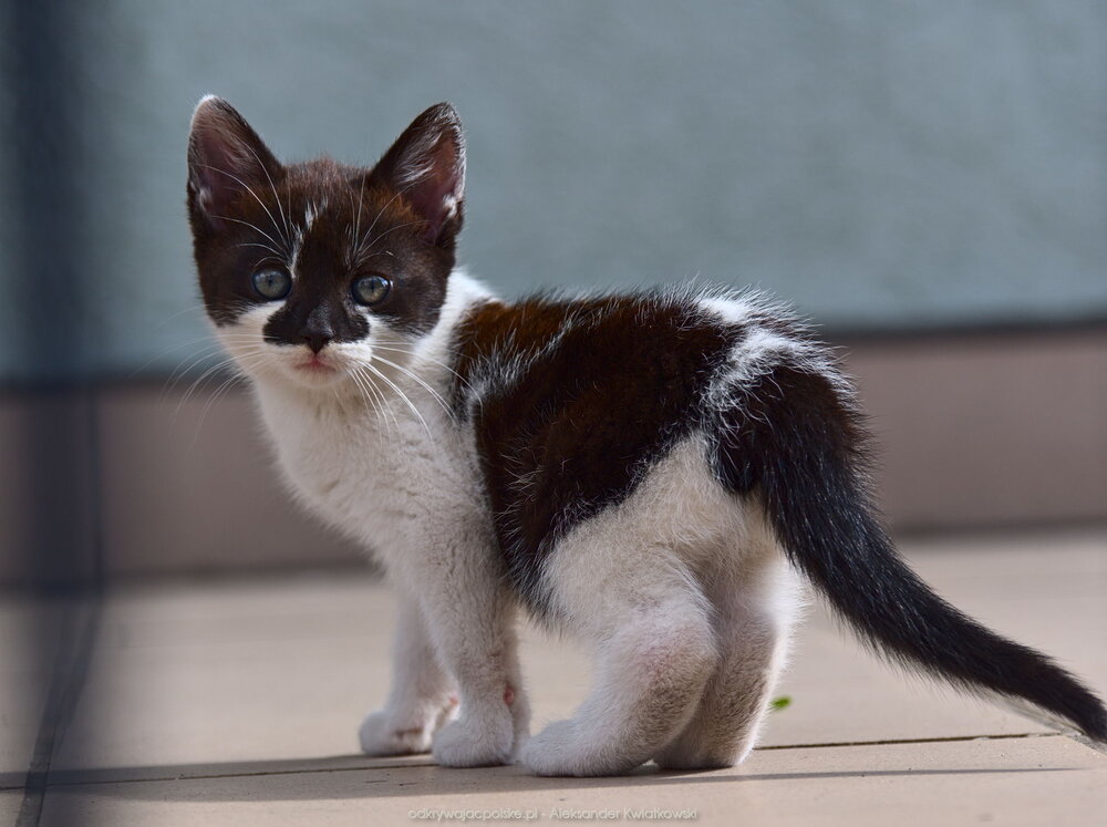 Kot w Niegosławiu (128.3125 kB)