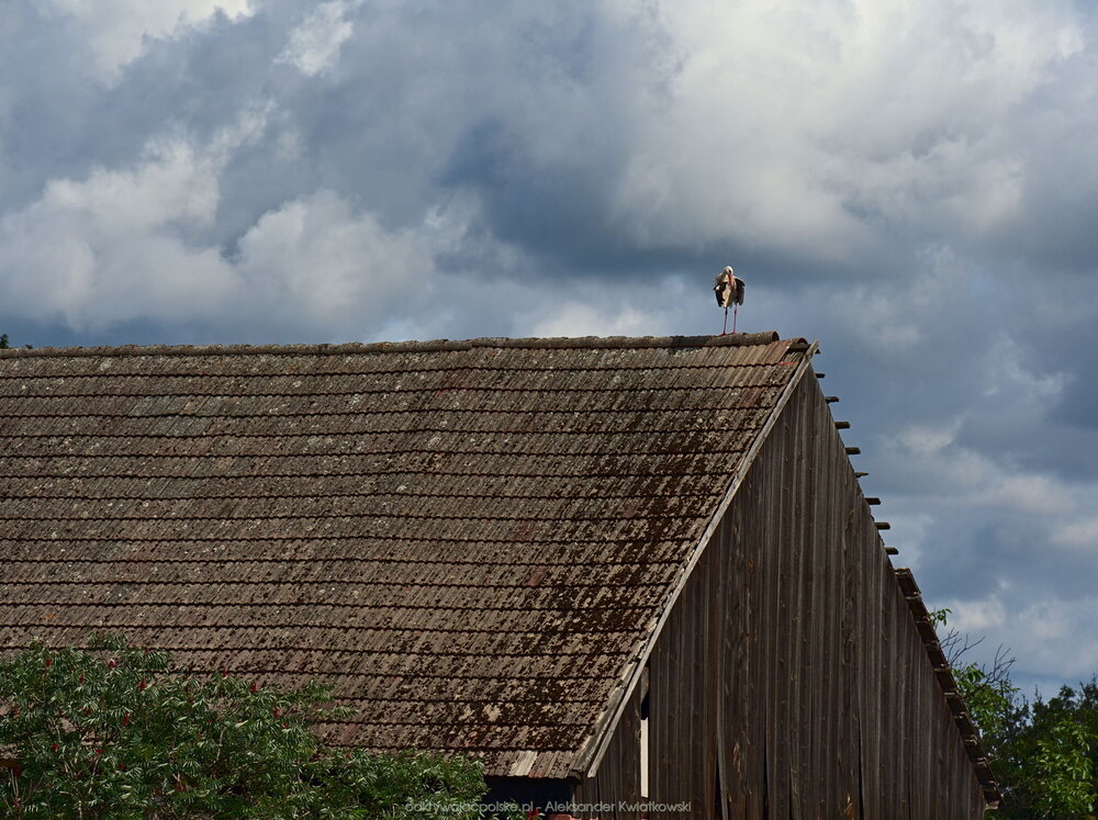 Bocian w Niegosławiu (207.1015625 kB)