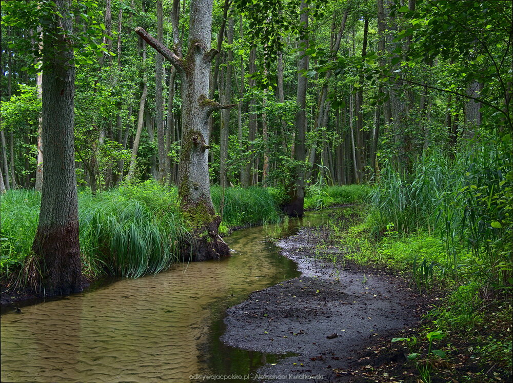 Rzeka Człopia (355.2119140625 kB)