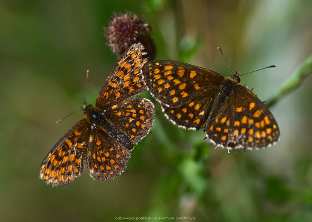 Motyle (Przeplatka diamina) (139.7578125 kB)