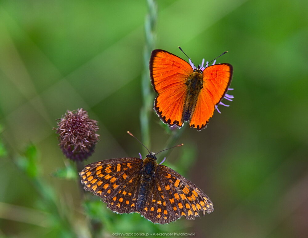 Motyle (Czerwończyk dukacik i Przeplatka diamina) (138.390625 kB)