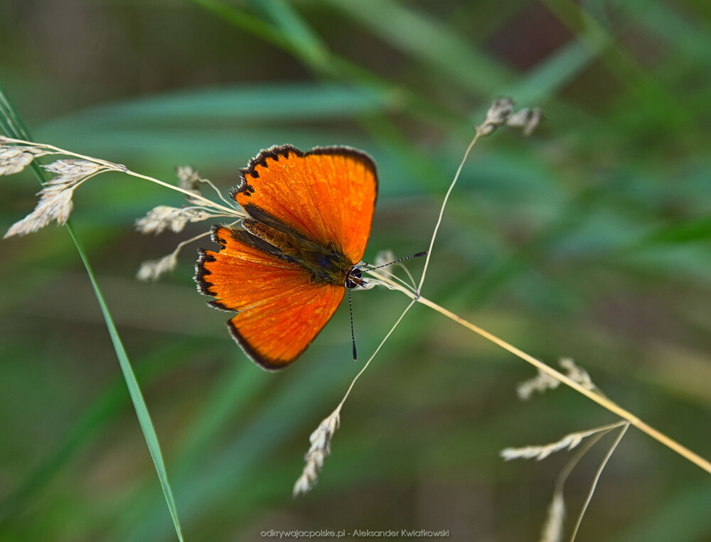 Motyl (Czerwończyk dukacik) (121.861328125 kB)
