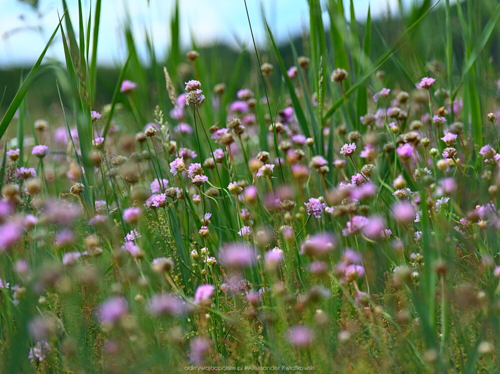 Prawdziwa łąka (205.7490234375 kB)