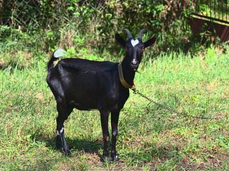 Koza we wsi Leliwa