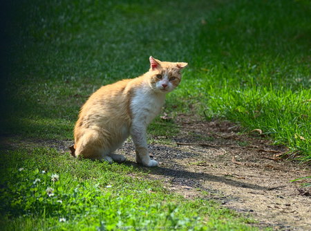 Kot we wsi Kłocko (1)