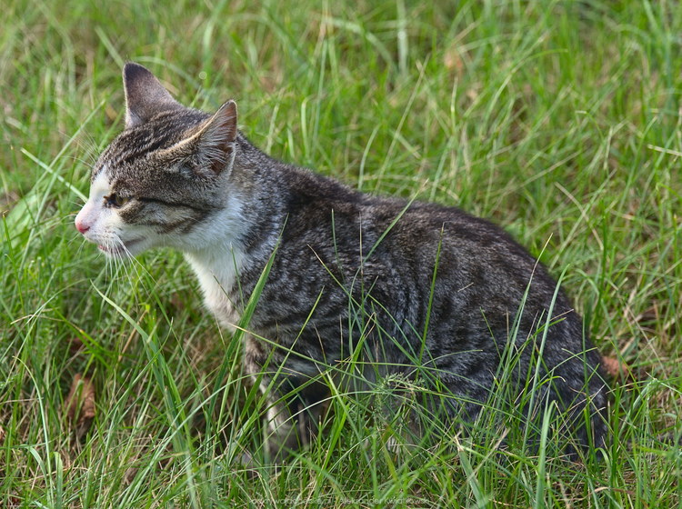 Kot przy wyjeździe z Sieradza (196.7451171875 kB)